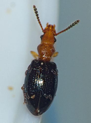 Vincenzellus ruficollis